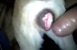 Man fucks dog